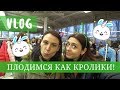 VLOG: ПЛОДИМСЯ КАК КРОЛИКИ НА КУРАЖ БАЗАРЕ