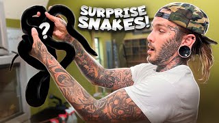 SURPRISE SNAKES !