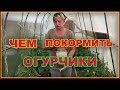 Чем подкормить огурцы.  Дрожжевая подкормка.