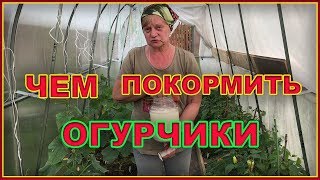 Чем подкормить огурцы. Дрожжевая подкормка.