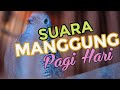 Suara Perkutut Klasik Di Pagi Hari Cocok Untuk Terapi Macet Bunyi Mp3 - Mp4 Download