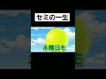 セミの一生#ゼペット#ネタ#バズれ