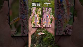 Oneplus Nord Ce 5 Vs Realme 15 Camera Compare