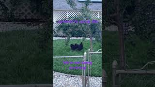 Not so fast, I wasn’t sneaky enough apparently, ha ha! #chickengang #bloopers  #shalom #funpage