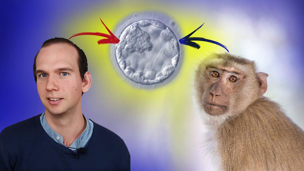 Embrioni Chimerici Uomo-Scimmia. Che è successo?