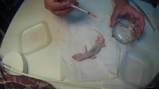 making a wet specimen with a dead leopard gecko