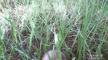 Black Rat (Rattus rattus)