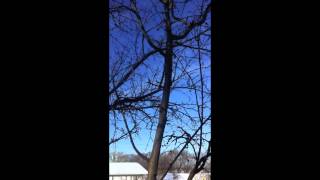 Dendrology English Video Willow and Pin Cherry