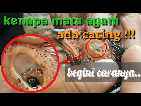 Video: Infeksi Cacing Mata Pada Anjing