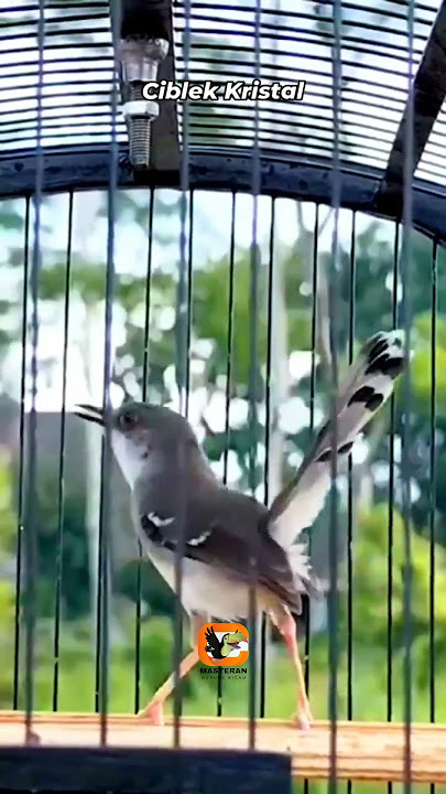 4 Jenis Burung Ciblek ❗❗❗❗ #ciblek
