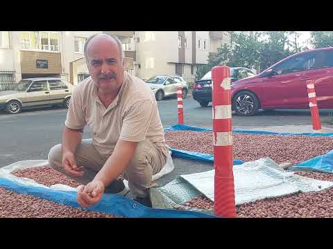kurban halkası kuru fındık 2024 hasatı
