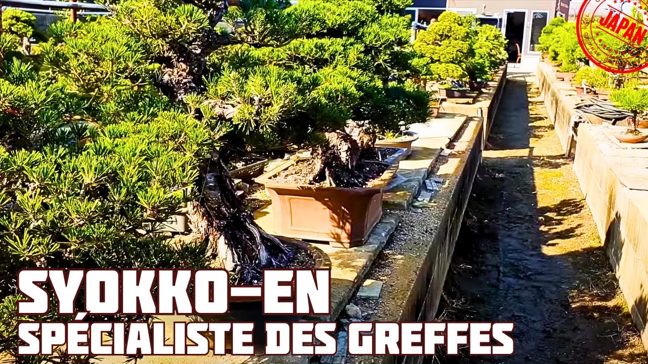 SYOKKO-EN MAÎTRE KITADANI 北谷植古園 🌱 NEJIKAN BONSAI 🌱