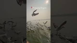 😍#siberianbirds #seagal #prayagraj #sangam #birds #uttarpradesh #vlog #youtubeshorts #viral #fyp