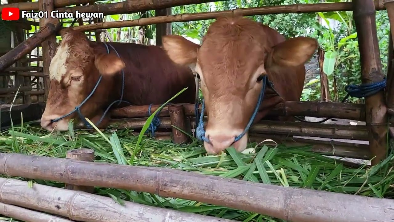 Kasih makan Rumput untuk Sapi Jantan,Harus Semangat para peternak Hewan#peternakhewan#sapi#hewan 