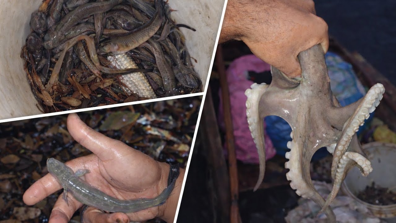 निवटया मासेमारी दिवस दुसरा, आज पकडल्या मोठ्या माकली | Octopus fish catching | #octopus #fishing 