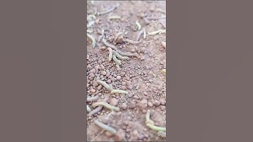 Armyworm #outbreak #worms #ricefield #shortsviral #shortvideo #shorts