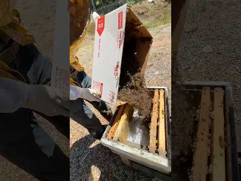 Moving a bee