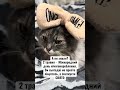 Яке велике свято 