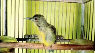 Burung kolibri KELAPA TROTOL Gacor full isian || Kolibri Manggar gacor