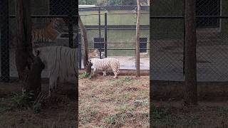 🐘 “Wildlife Wonders at Bannerghatta National Park 🦁✨” part II
