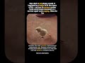 Chick Copies Everything #animals #cuteanimals #viral #animalshorts #wow