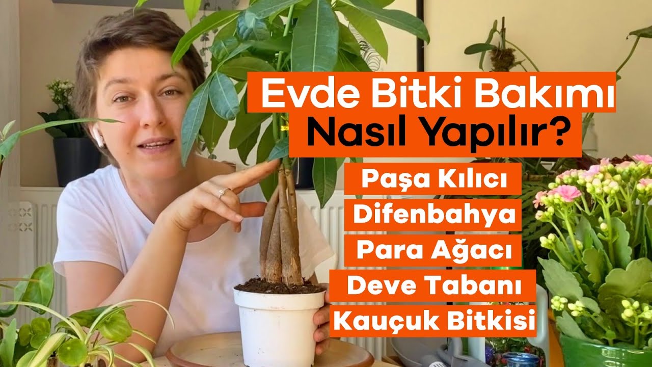 Bitkileriniz Nasıl Daha Canlı ve Sağlıklı Görünür? - Ev Yeşili ile Bitki Bakımı