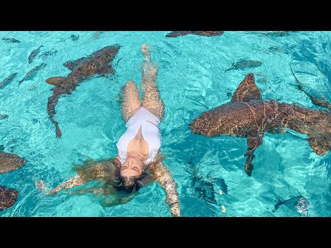 Vídeo: Onde Ver E Mergulhar Com Tubarões Nas Bahamas
