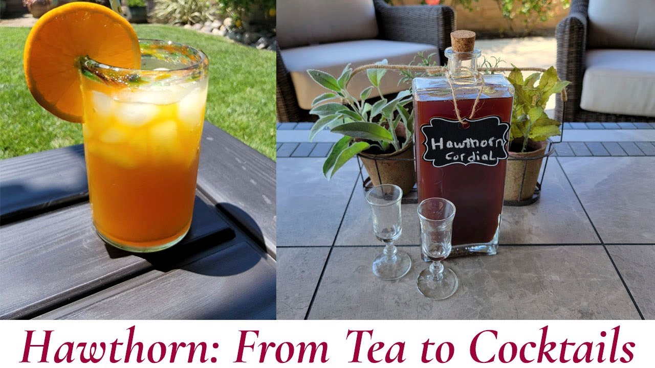 How to Use Hawthorn in Creative and Tasty Ways Recipes for Teas, Cordials and Cocktails YouTube