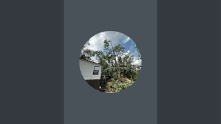 The Orange Arborist is removing a 100ft pine