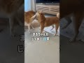 どうしても姉柴のお昼寝を邪魔したい豆柴　#Shorts