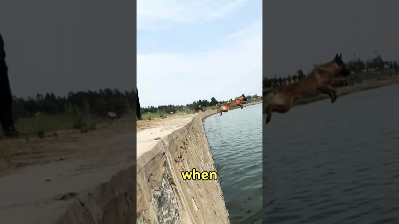 Dog’s Epic Dive! 🐶
