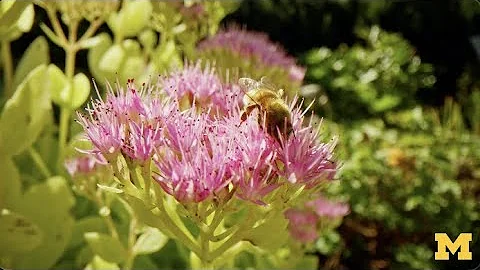 Structural Racism: Causes of Health Inequities in the United States