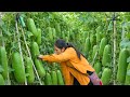 Harvesting zucchini and bell peppers for sale - Making colorful fried rice with bell peppers