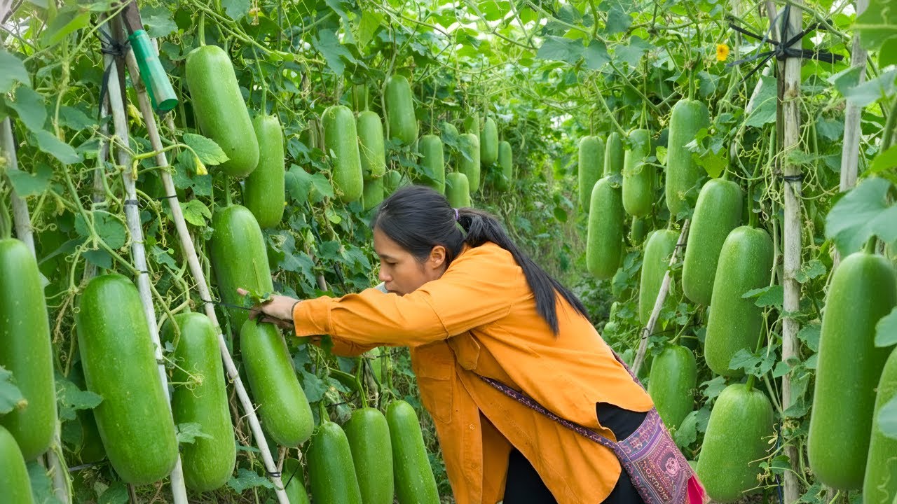 Harvesting zucchini and bell peppers for sale - Making colorful fried rice with bell peppers
