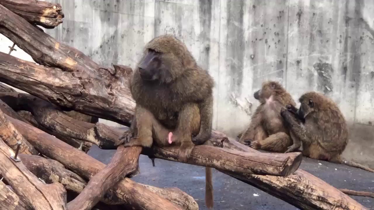 最後まで見てほしい アヌビスヒヒ Youtube