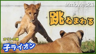 A baby lion enjoys jumping around its mother~Lion life
