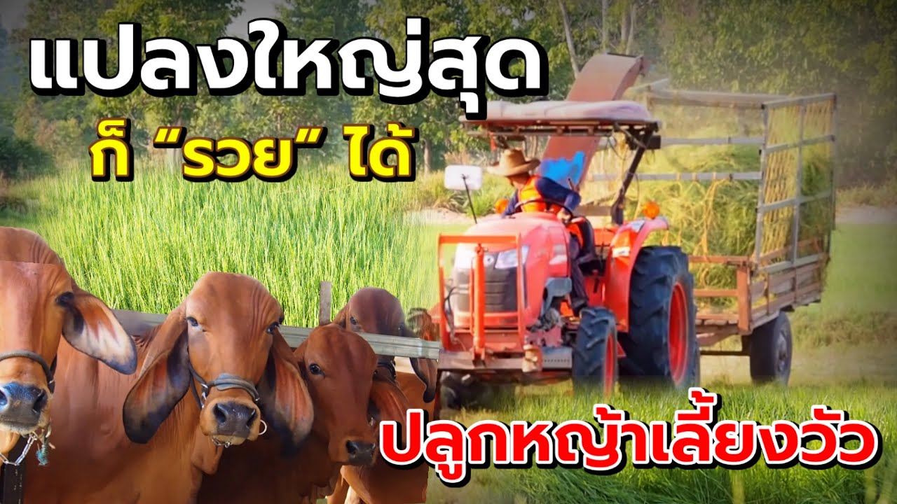 ปลูกหญ้าเลี้ยงวัวก็รวยได้ แปลงนี้ใหญ่สุดของอำเภอขุขันธ์ จังหวัดศรีสะเกษ