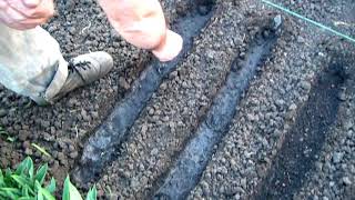видео Салат рукола - выращивание из семян в открытом грунте