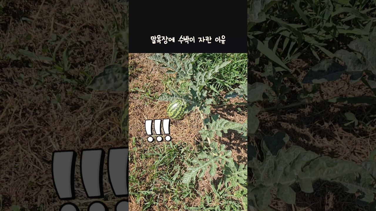 어느날 말에게 수박을 먹였더니