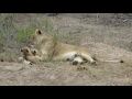 Lioness giving some Motherly love to her 9 week old cubs, Sabi Sands, South Africa