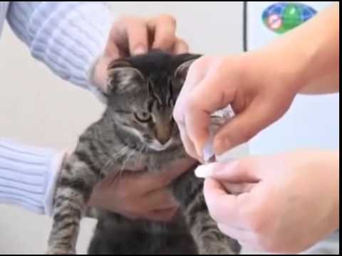 Вопрос: Как ухаживать за ВИК инфицированной кошкой?