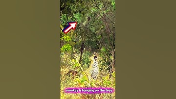 brave monkey attacks leopard #shorts #shortsfeed #animals #wildlife