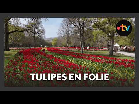 500 000 tulipes en fleurs au Château de Cheverny : un spectacle incroyable !