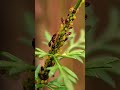 Silent Trade | Nothing Comes Free #shorts #nature #science