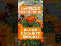 家庭菜園や農園のコンパニオンプランツを長く咲かせる作業!マリーゴールドの花殻摘みをご紹介!【農園ライフ】#shorts