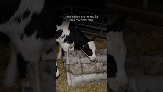 The leading cause of death for calves