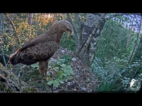 Video: Kā sauc nelūgtās lielapjoma e-pastus?