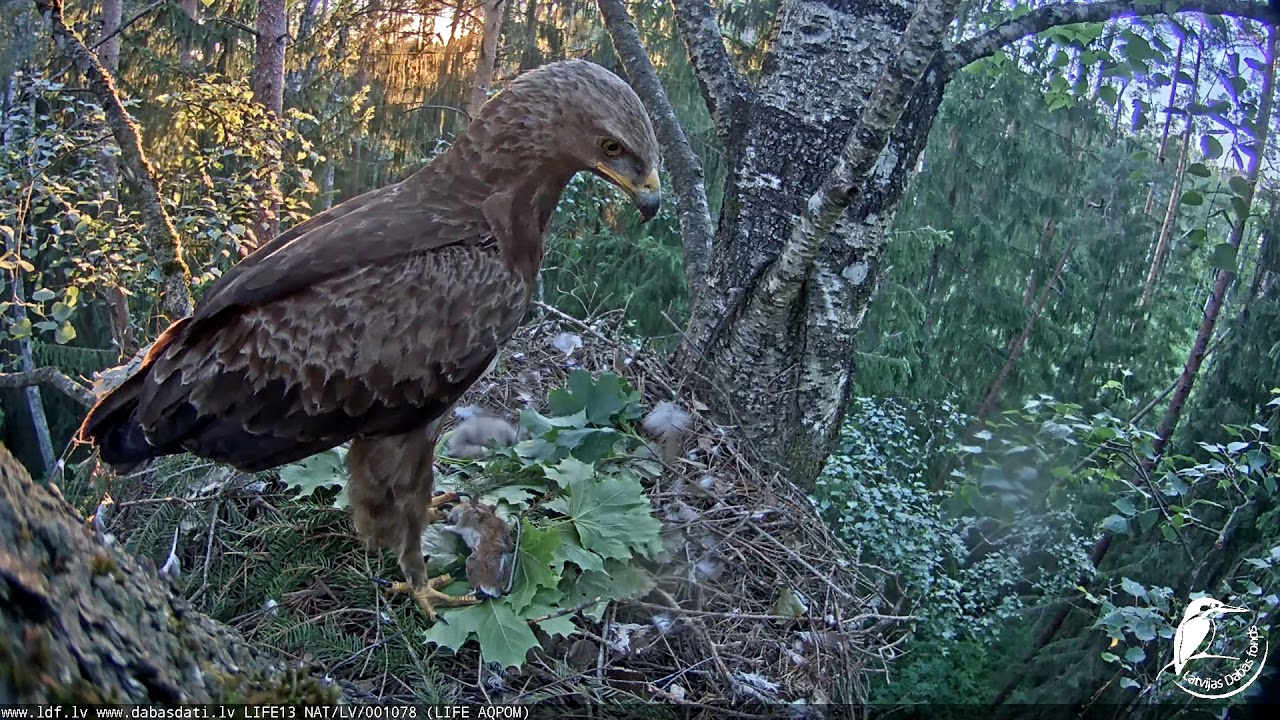 ldf file Mazā ērgļa mazuļa pārvietošanas eksperiments