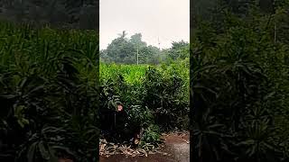 #Badal Barsa #Pani #Mousam #Barish