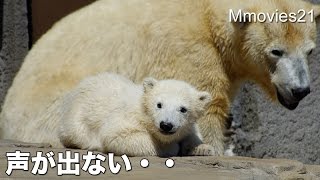 Polar Bear Cub can't cry声が出ないの・・ホッキョクグマのこぐまリラ